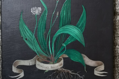 Plantago Lanceolata