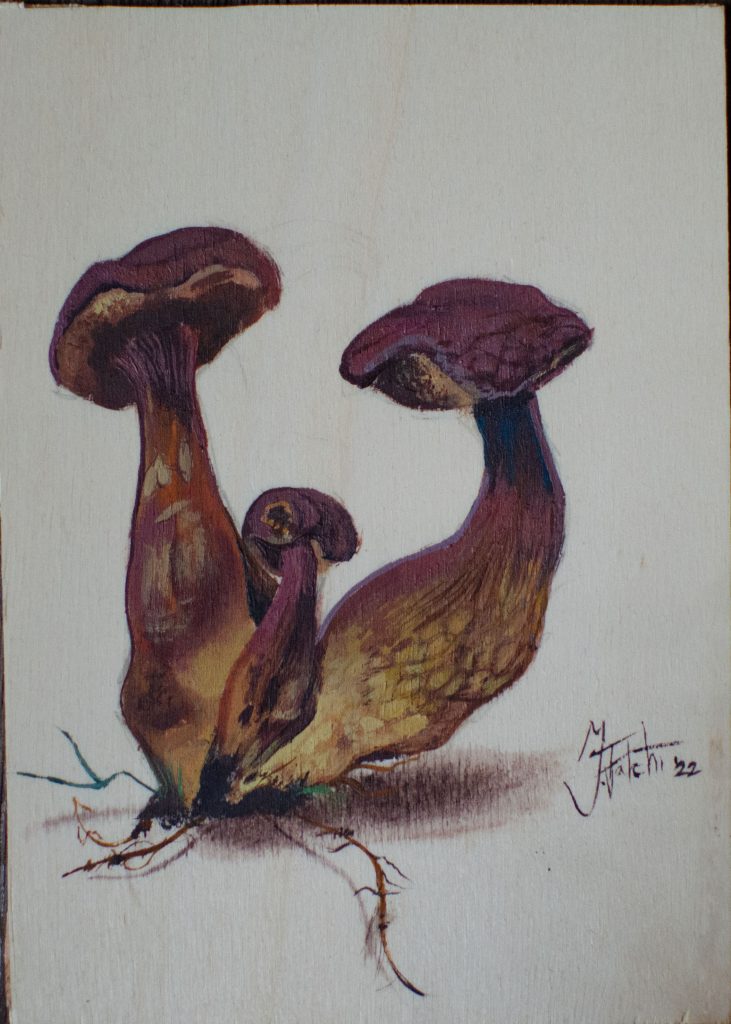 Hexenröhrling Original