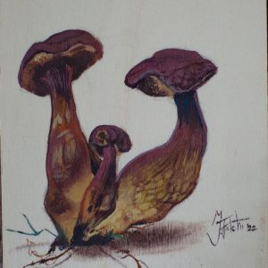 Hexenröhrling Original