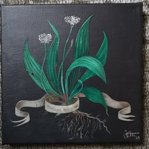 Plantago Lanceolata Original