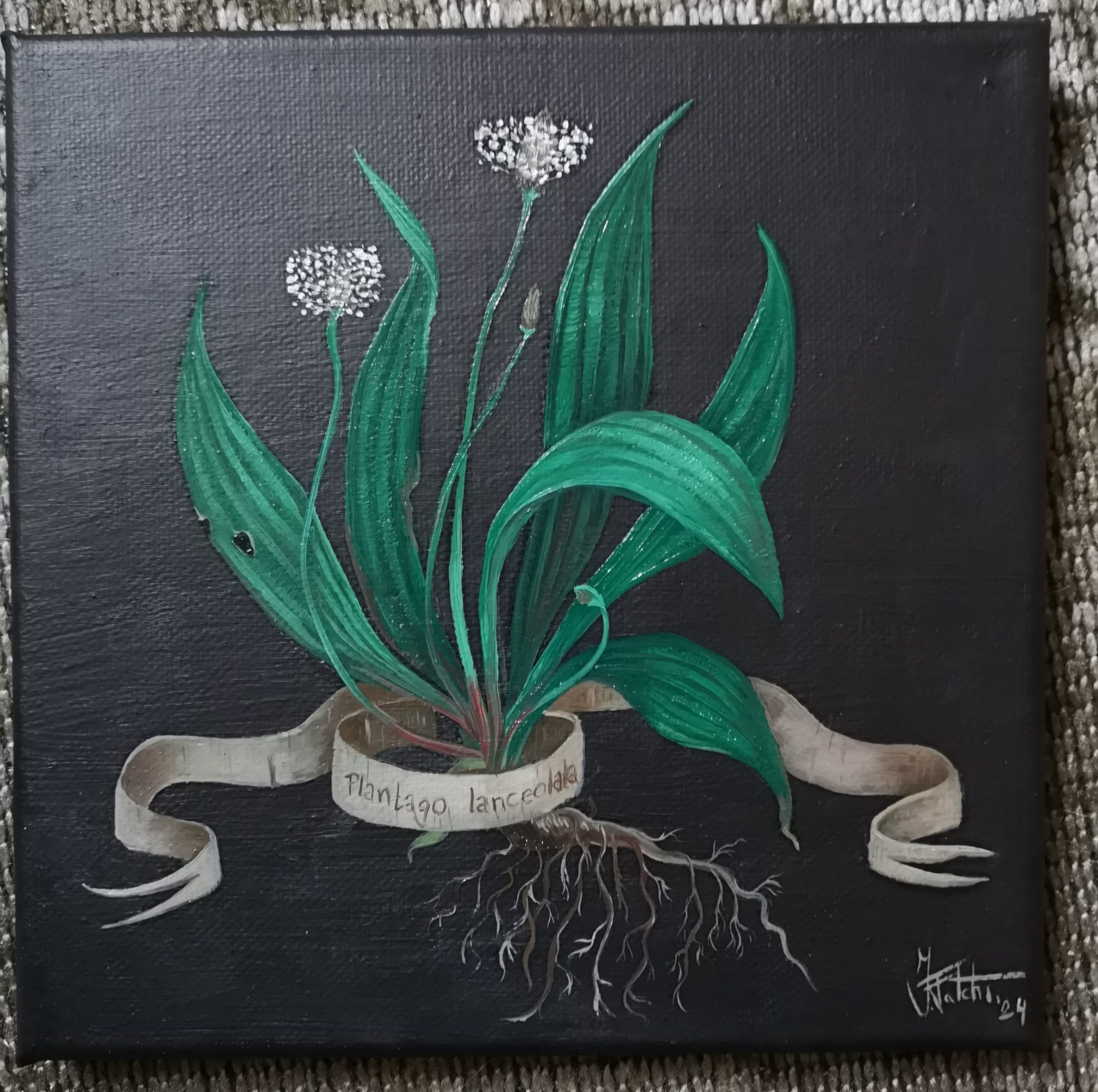 Plantago Lanceolata Original