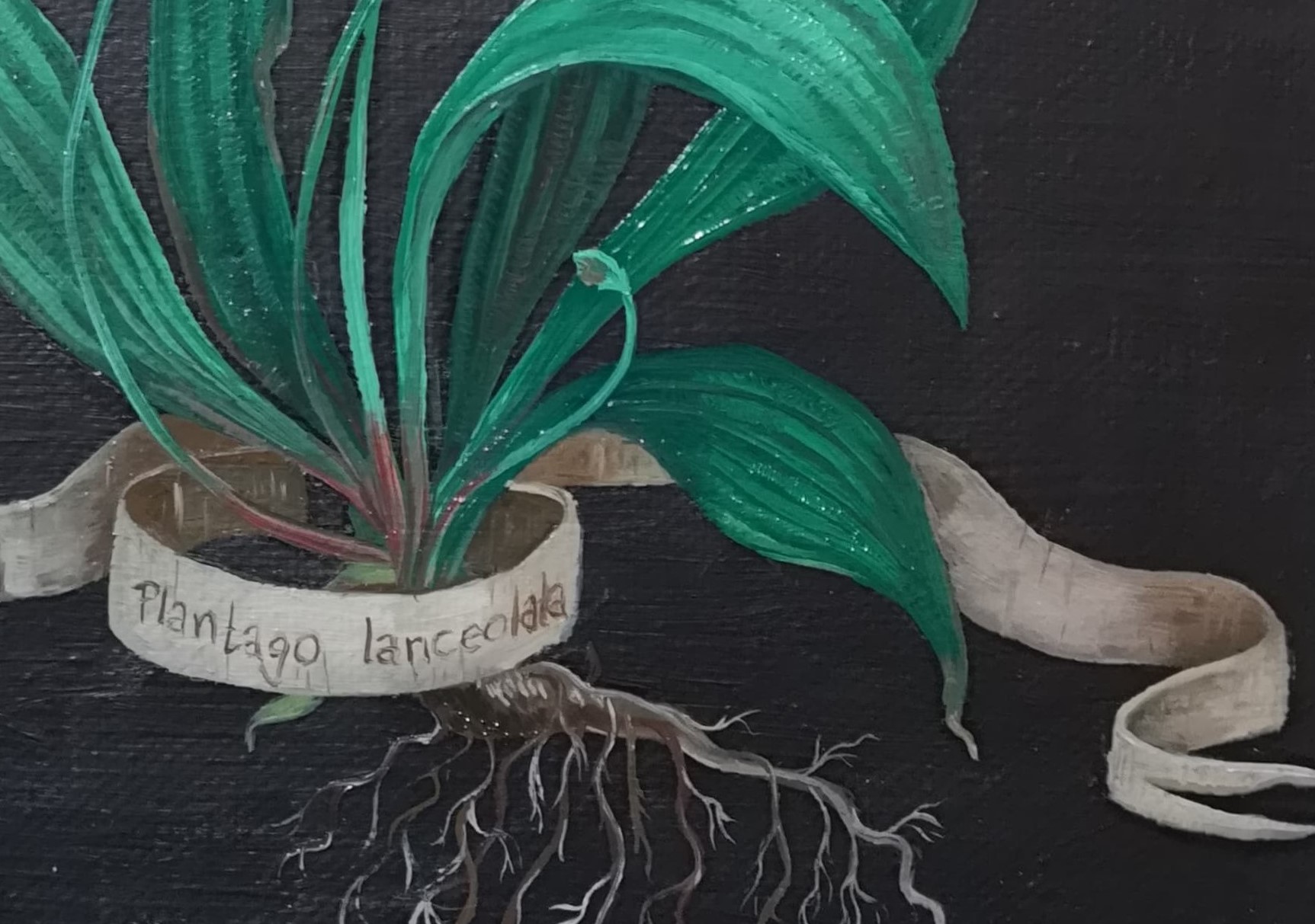 Plantago Lanceolata Original – Bild 2