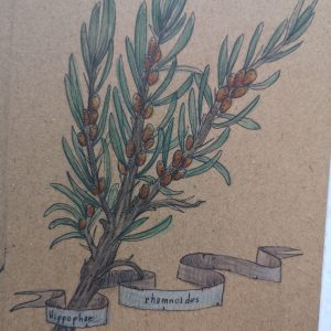 Kräuterillustration - Sanddorn I