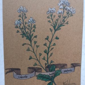 Kräuterillustration - Hirtentäschel I