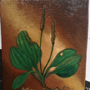 Breitwegerich Originalgemälde